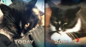 140616catreturn-600x333